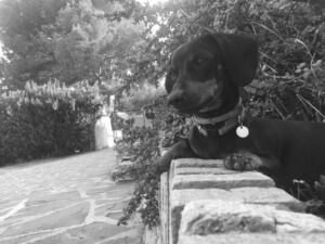 destino animales de compañía tras ruptura