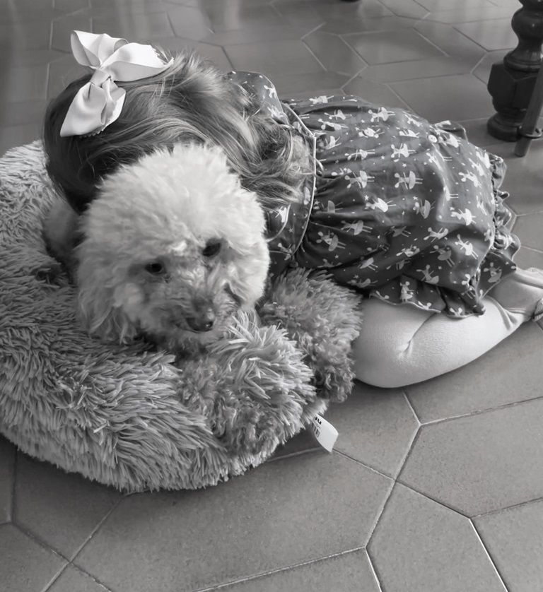 decisiones titularidad mascotas procesos de familia